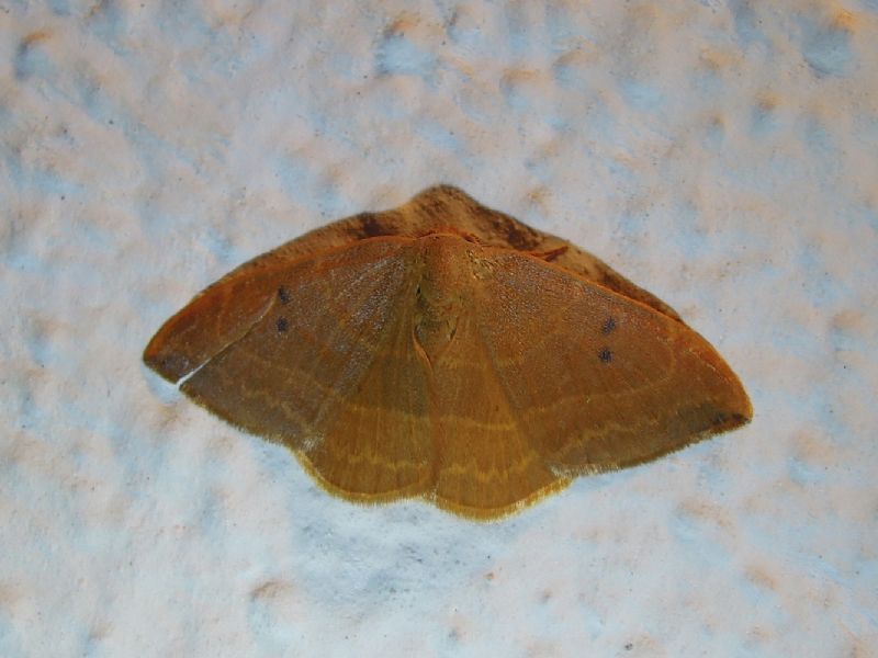 Watsonalla uncinula?? Watsonalla cfr. binaria, Drepanidae